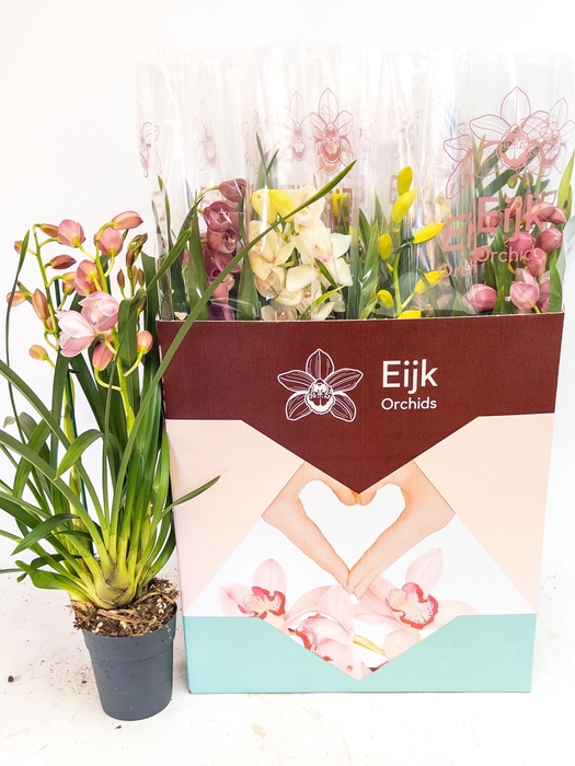 <h4>CYMB GEMENGD</h4>