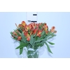 BOCA DE LEAO MONACO ROSE 080 CM