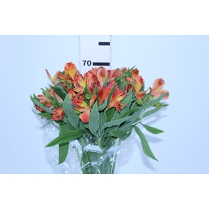 ALSTROEMERIA CINNAMON 070 CM