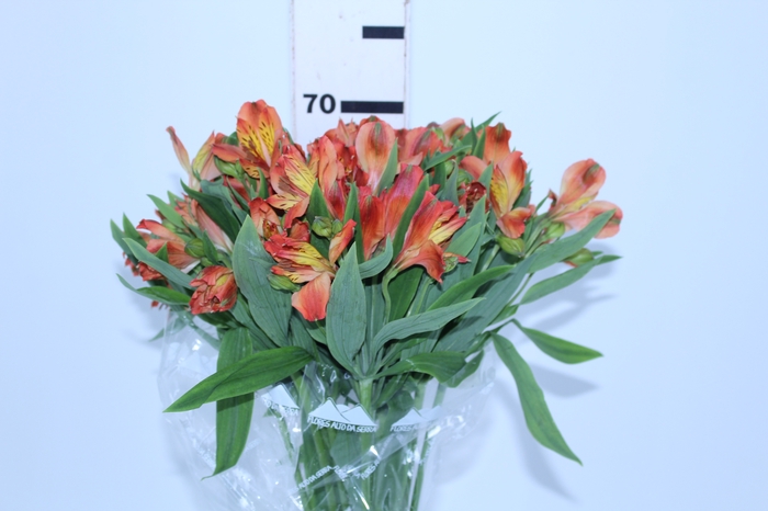 ALSTROEMERIA CINNAMON 070 CM
