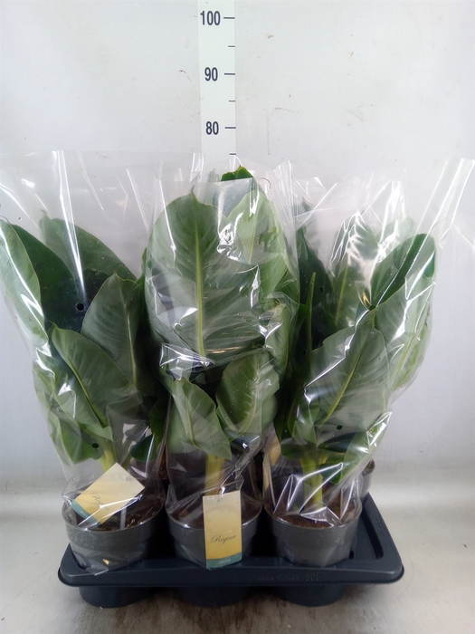 <h4>Musa  'Tropicana'</h4>