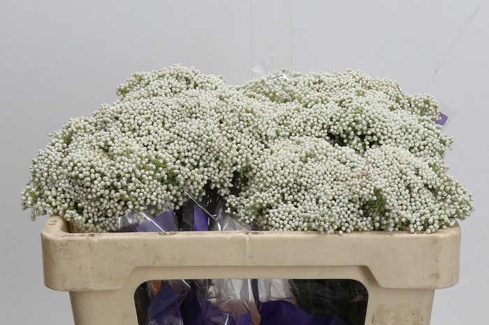 Ozothamnus Cooks Snow White