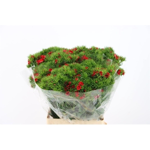 Di Barb Breanthus Amras Red