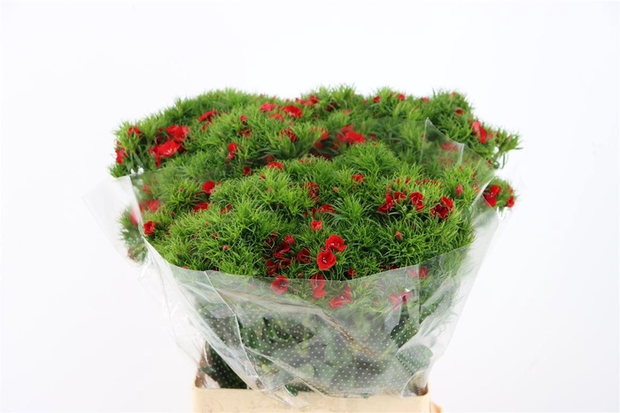 Di Barb Breanthus Amras Red