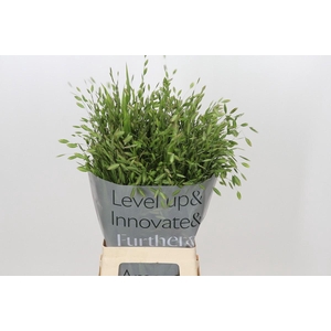 Chasmanthium latifolium