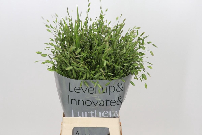 <h4>Chasmanthium latifolium</h4>