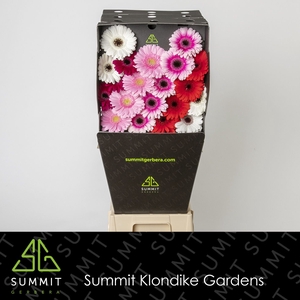 Germini Mix Dream Valentino Diamond per kaart