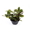 MARANTA LEUCONEURA FASCINATOR TRICOLOUR C21