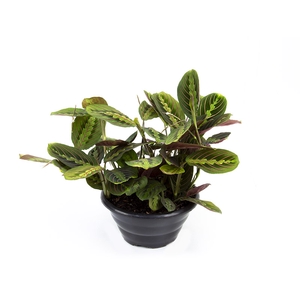 MARANTA LEUCONEURA FASCINATOR TRICOLOUR C21