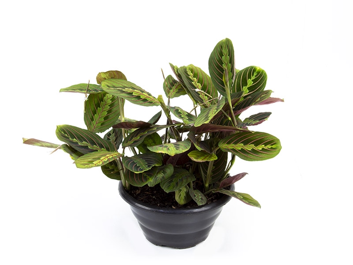 <h4>MARANTA LEUCONEURA FASCINATOR TRICOLOUR C21</h4>