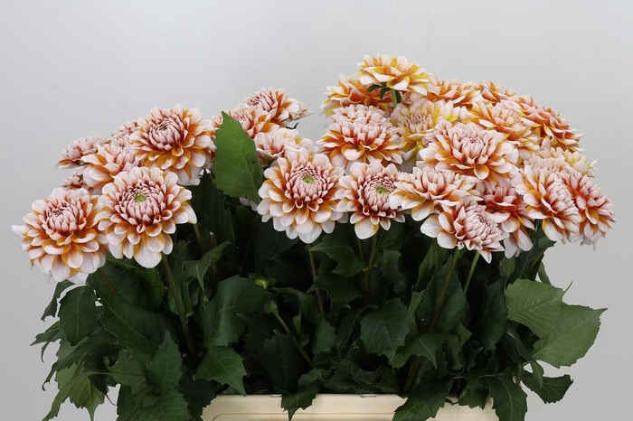 Dahlia Tangarine Dream