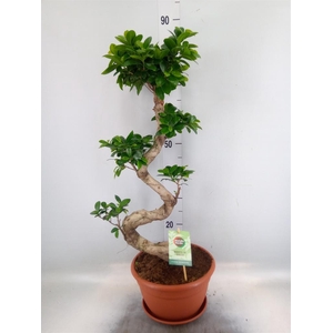 Ficus microcarpa 'Ginseng'