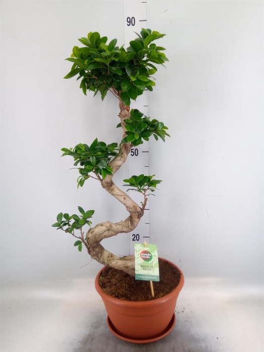 <h4>Ficus microcarpa 'Ginseng'</h4>