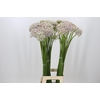 Allium Silverspring