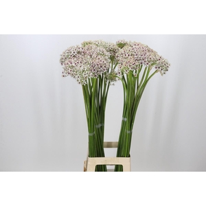 Allium Silverspring