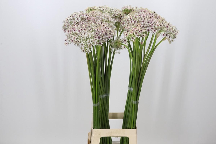 <h4>Allium Silverspring</h4>
