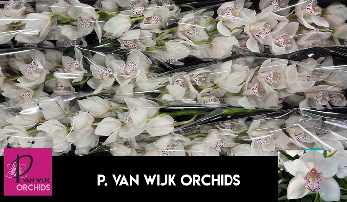 <h4>CYMB T VENEZIA</h4>