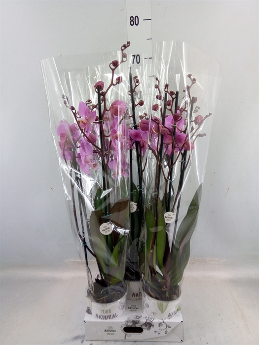 <h4>Phalaenopsis  'Ant Milwaukee'</h4>