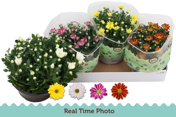 <h4>CHRYS GEM 4 KL</h4>