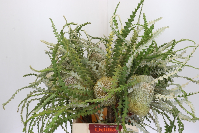 <h4>Banksia Speciosa</h4>