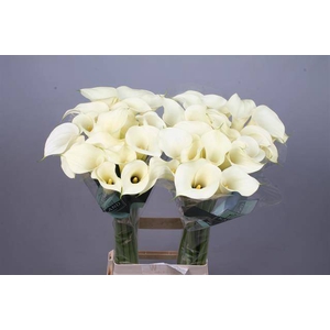 Calla Snowstar Kallaland