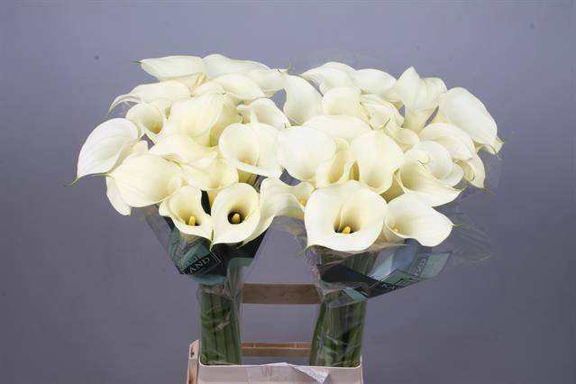 <h4>Calla Snowstar Kallaland</h4>