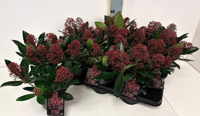 <h4>SKIM J RUBELLA</h4>