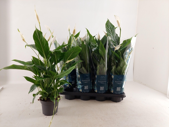 <h4>SPATH STRAUSS</h4>