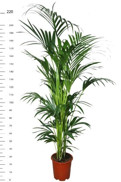 <h4>HOWEA FORSTERIANA</h4>