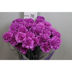 Di St Moonlite Lila