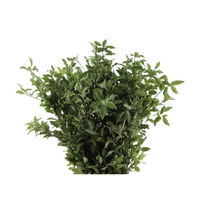 Pitto Green 150 Gram