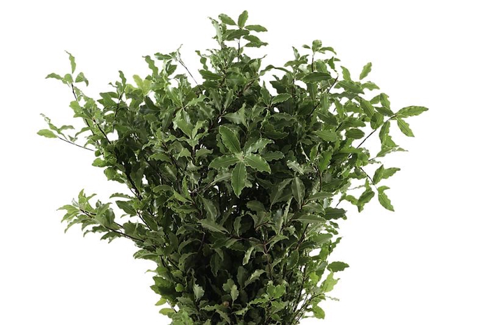 <h4>Pitto Green 150 Gram</h4>