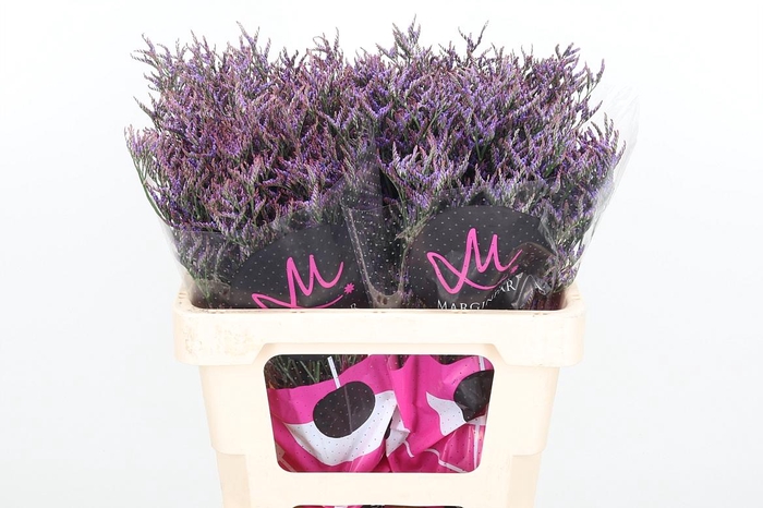 <h4>Lim Saf Dark Blue</h4>