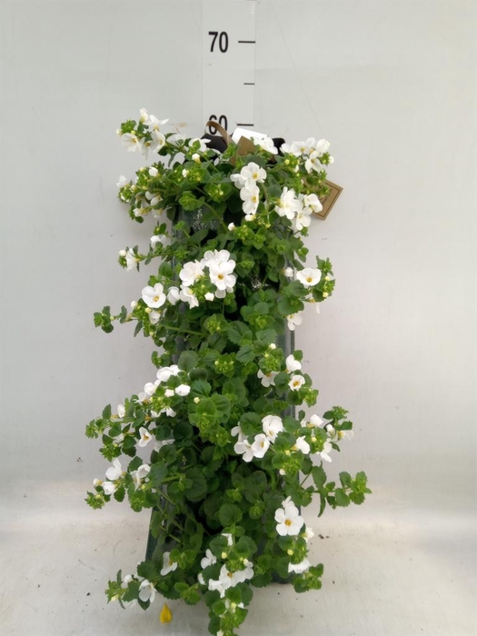 <h4>Sutera   ...</h4>