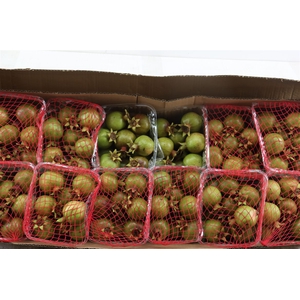Sier Granaatappel Red Green X12 P Box
