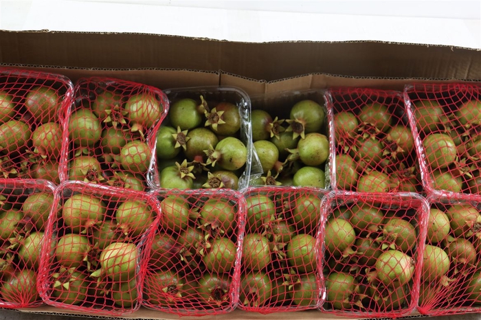 <h4>Sier Granaatappel Red Green X12 P Box</h4>