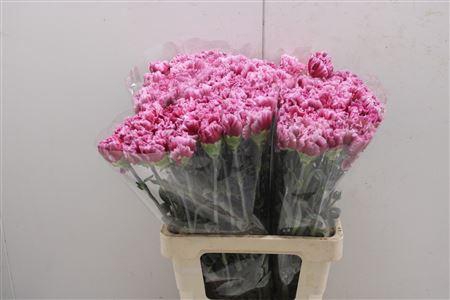 <h4>Di St Hurricane</h4>