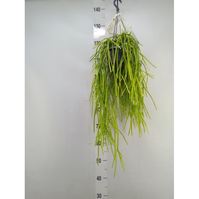 <h4>Rhipsalis   ...</h4>