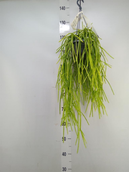 Rhipsalis   ...