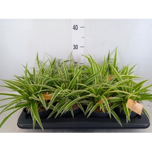 Chlorophytum com. 'Ocean'