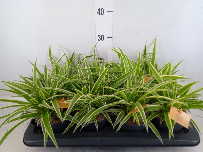 <h4>Chlorophytum com. 'Ocean'</h4>