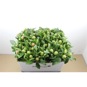 Paeo L Pink Hawaiian Coral