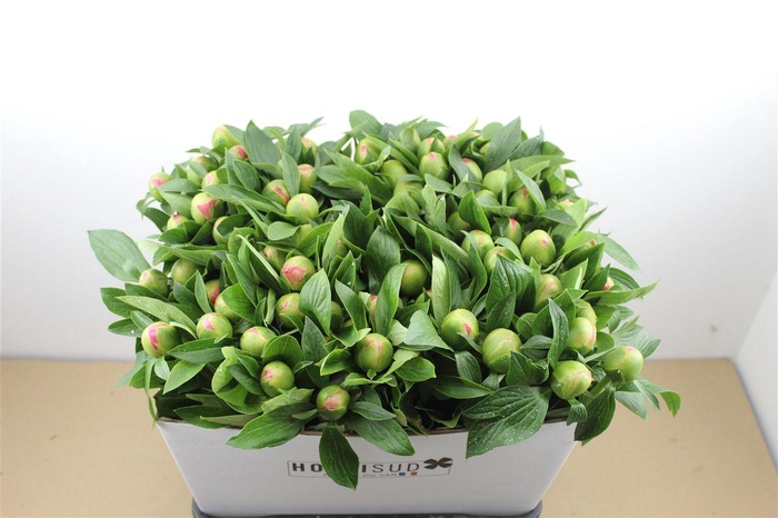 <h4>Paeo L Pink Hawaiian Coral</h4>