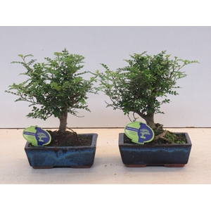 Zanthoxylum piperitum, 20cm., broom, without dip tray