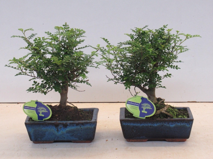 <h4>Zanthoxylum piperitum, 20cm., broom, without dip tray</h4>