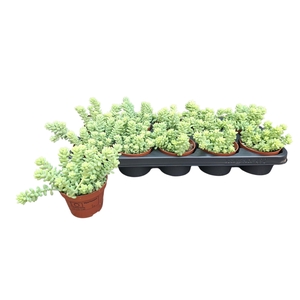 SEDUM BURRITO