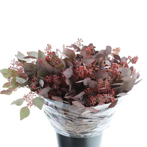 Euca Abs Red Populus Berries Bloei 300gr