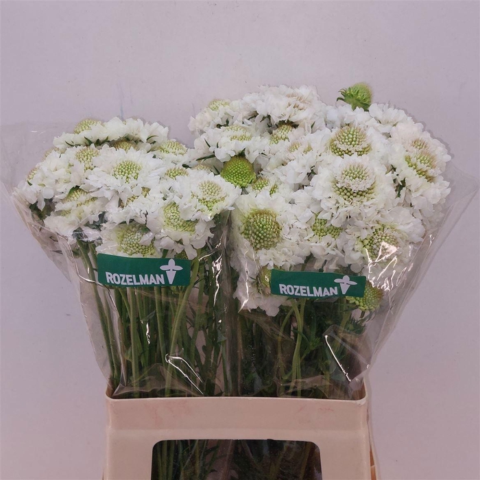 <h4>SCAB AT F SCOOP WHIT</h4>