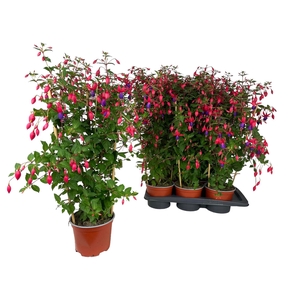 FUCHSIA OV