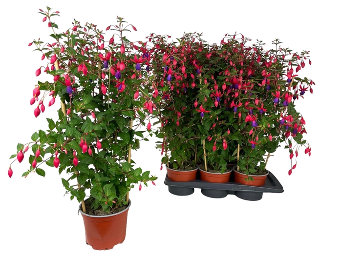 <h4>FUCHSIA OV</h4>